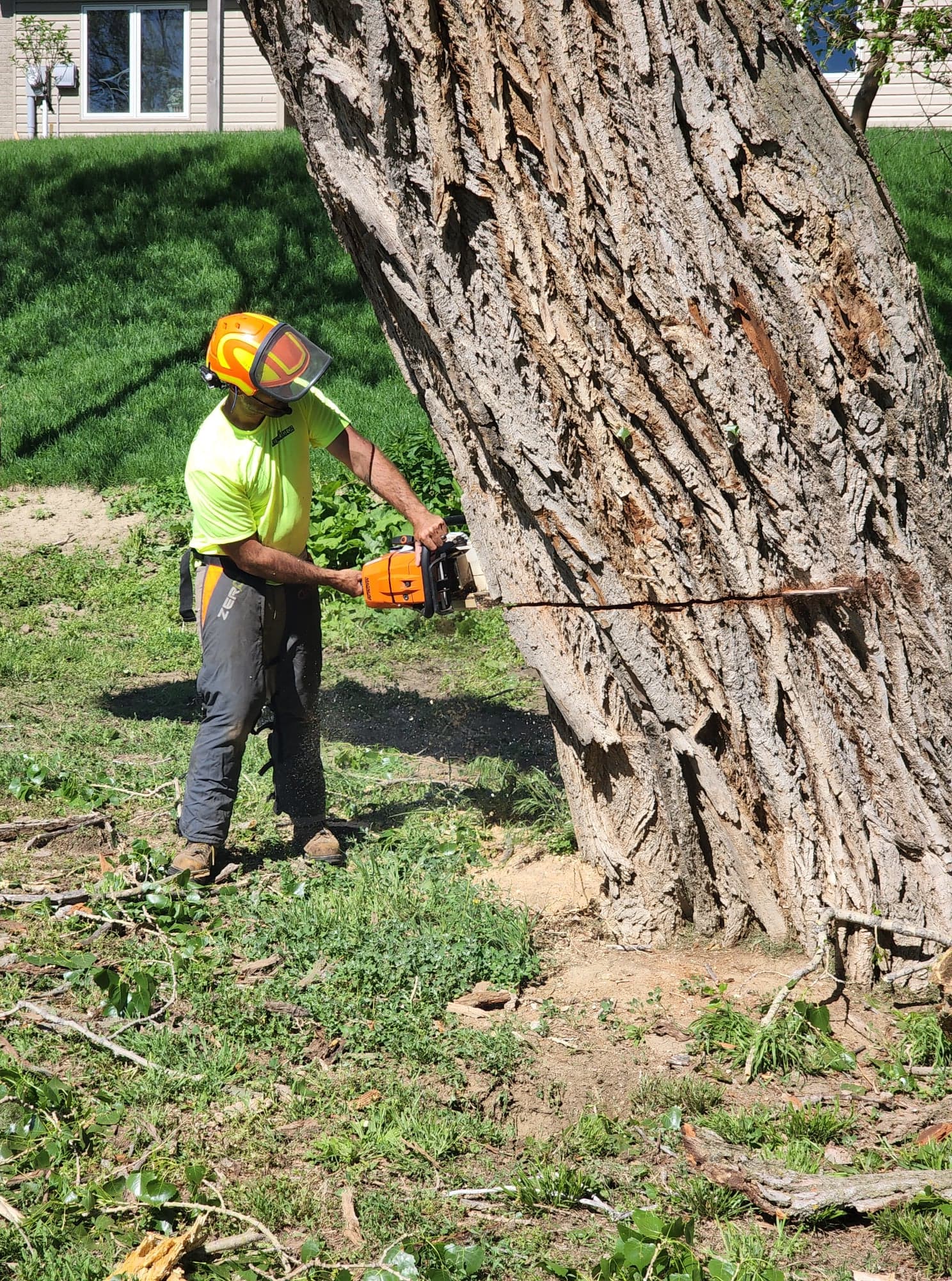 The tree surgeon attempts to pull down the partially sawn-th